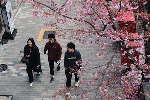 Three people walking down a sidewalk with pink blossoms