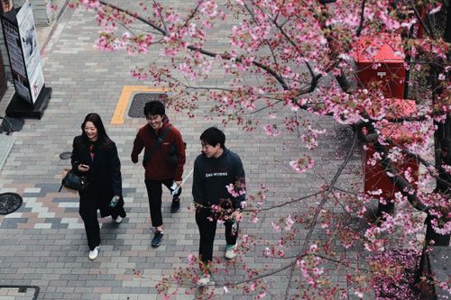 Free Three people walking under cherry blossoms in a city sidewalk during spring. Stock Photo
