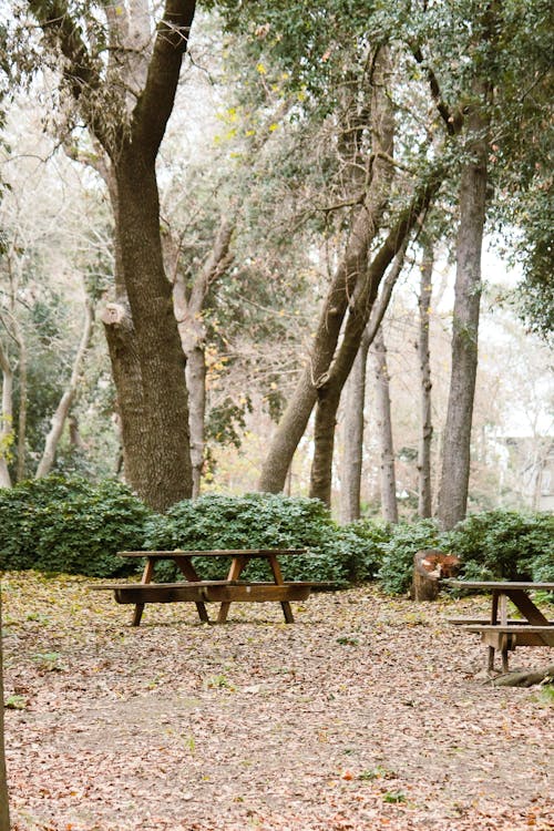 A dog is sitting on a bench in the woods