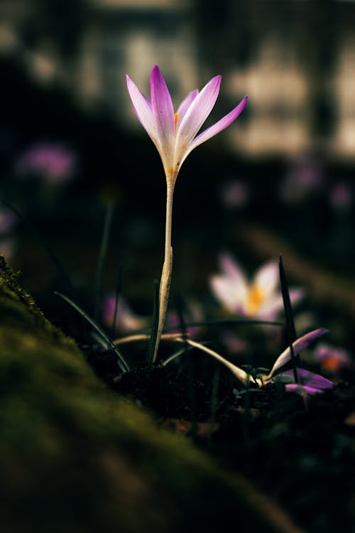 Purple Crocus Flower on Ground