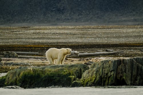 A polar bear is standing on a rock in the water