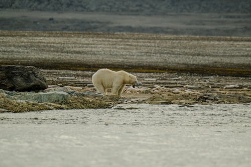 A polar bear is walking on the shore of a body of water