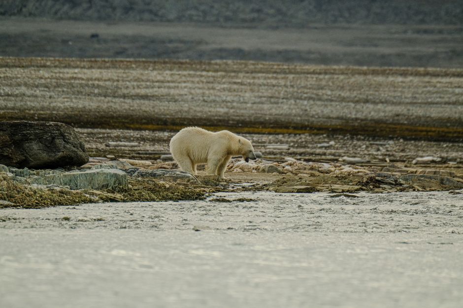 US's climate.gov site, taken down by Trump, relaunched by nonprofit
