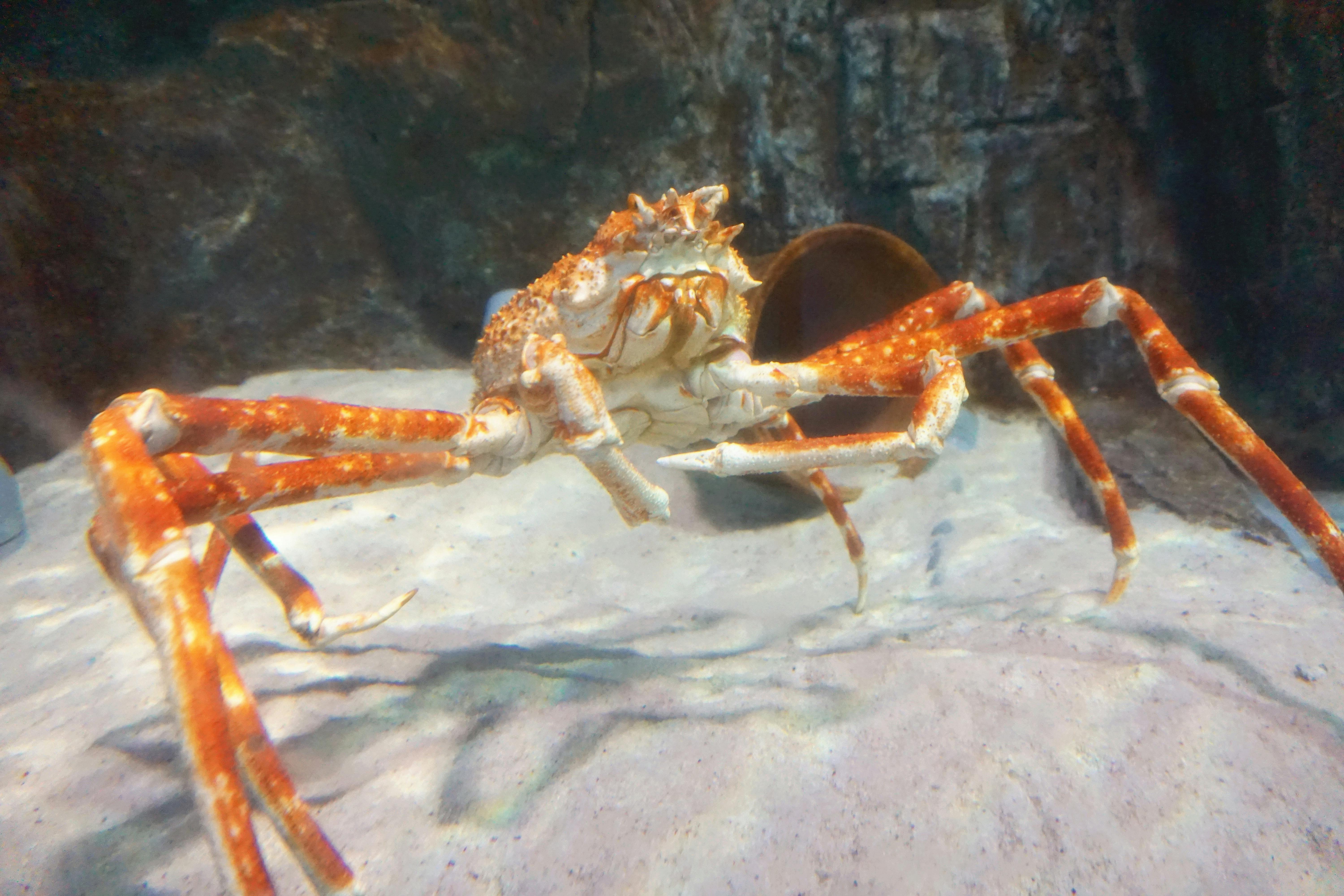 Free stock photo of sea animal