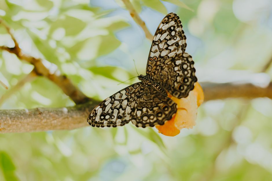 Close-up of Gray Cracker Butterfly (Hamadryas februa) perched on a twig in Aracati, offering a natural perspective.