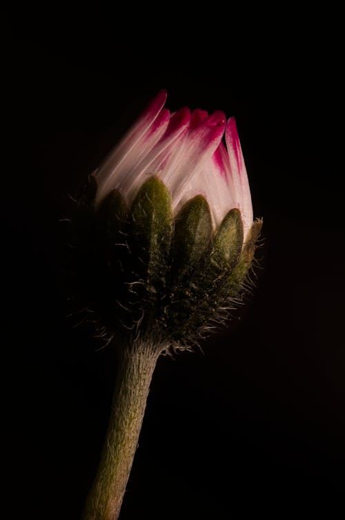 Fotos de stock gratuitas de flor de primavera, fotografía macro