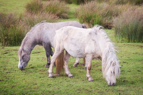 Foto d'estoc gratuïta de cavalls blancs, fotografia d'animals, pastura