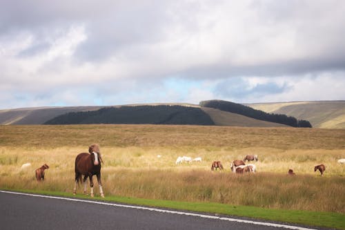 丘陵, 動物, 放牧 的 免費圖庫相片
