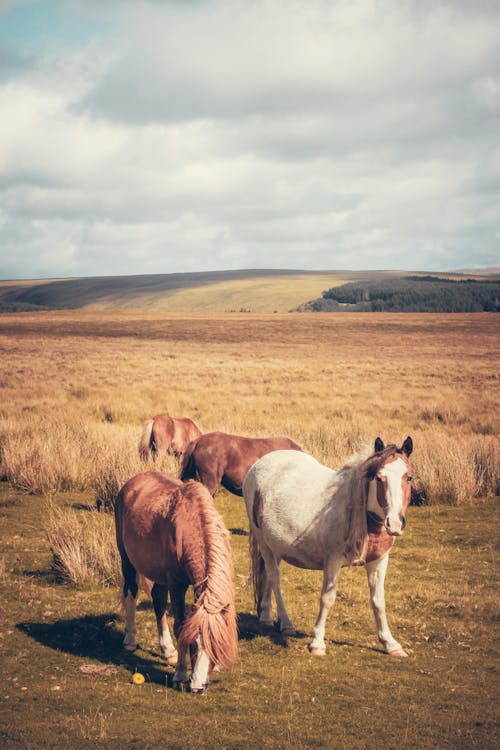 垂直拍攝, 小馬, 山丘 的 免費圖庫相片