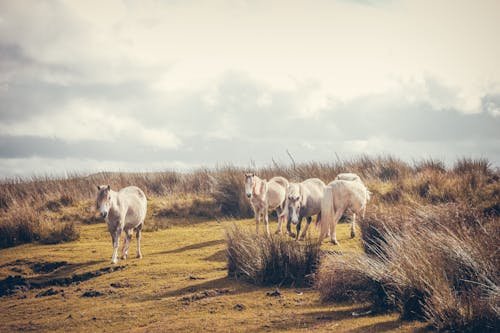 Imagine de stoc gratuită din cai albi, câmp, fotografie de animale