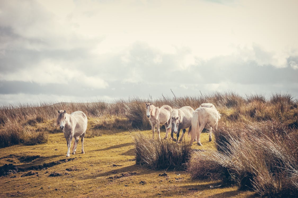 Wild Welsh Mountain Ponies 