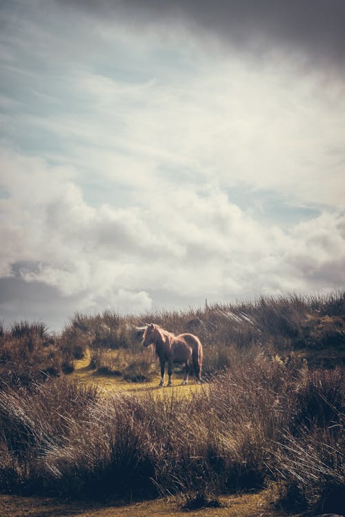 Foto stok gratis bentangan awan, fotografi binatang, kuda
