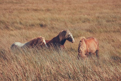 Δωρεάν στοκ φωτογραφιών με αγροτικός, άλογα, γήπεδο