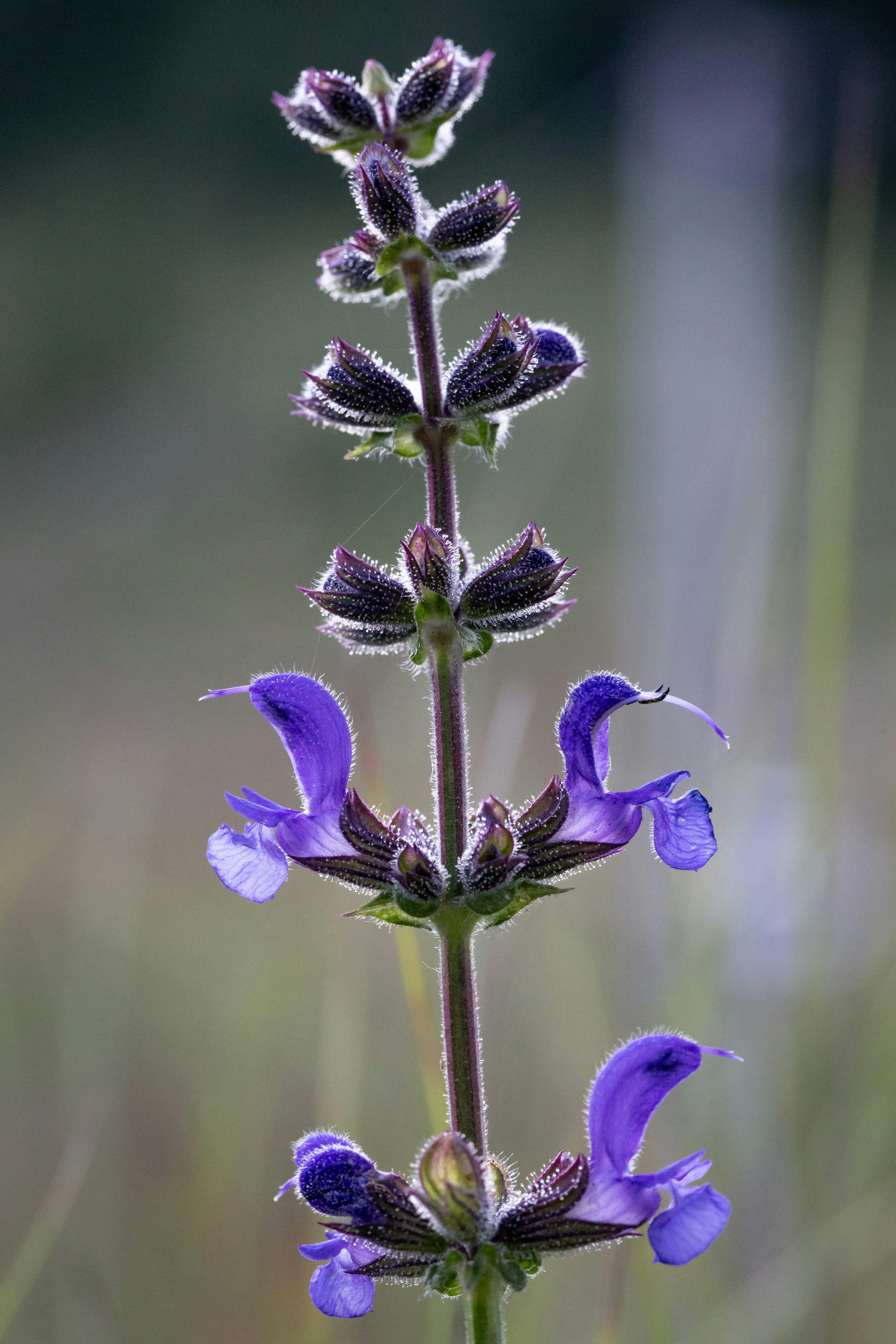 Salvia Hispanica Photos, Download The BEST Free Salvia Hispanica Stock ...