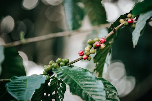 Red coffee berry's in permaculture farm in Ecuador 