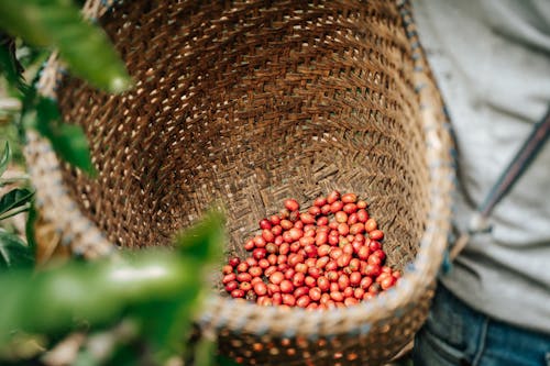 Red coffee beans in wood basket after harvesting in the amazon rainforest in Ecuador