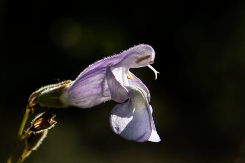 คลังภาพถ่ายฟรี ของ กลีบดอกสีม่วง, ปราชญ์, พืช