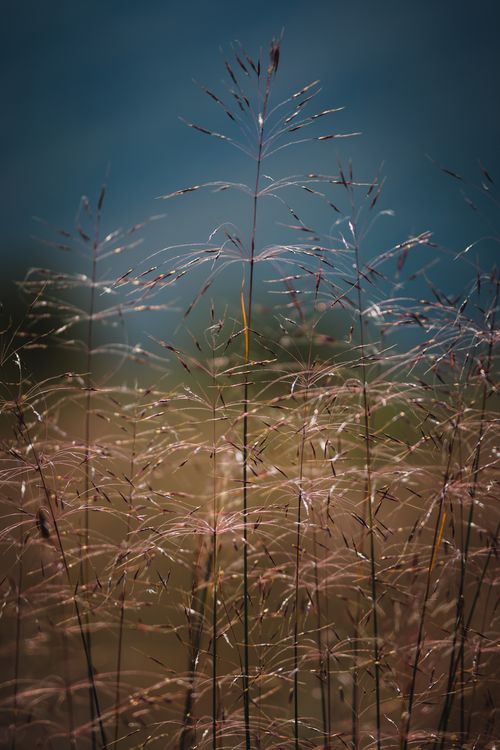 Free Capture of tall grasses swaying in a rural Podgorica field against a blurred background. Stock Photo