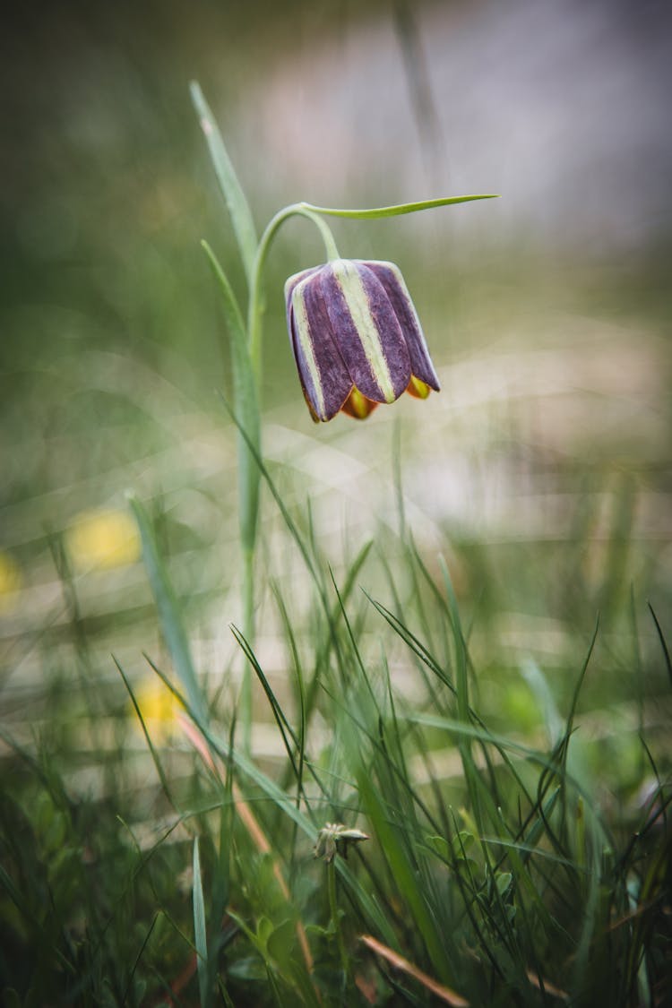 Fritillaria