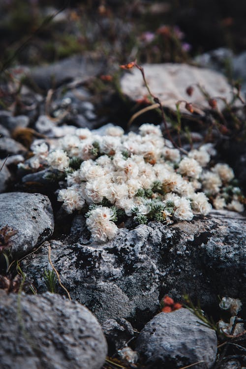 Kostnadsfri bild av anläggning, blommor, mandelblommor