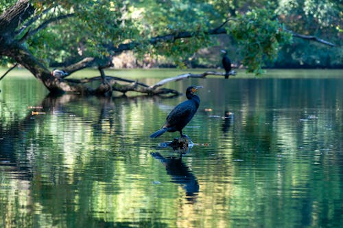 Photos gratuites de arbre, cormoran, lac