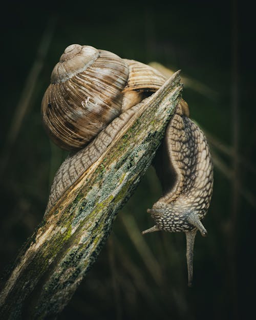 A snail is crawling on top of a wooden stick