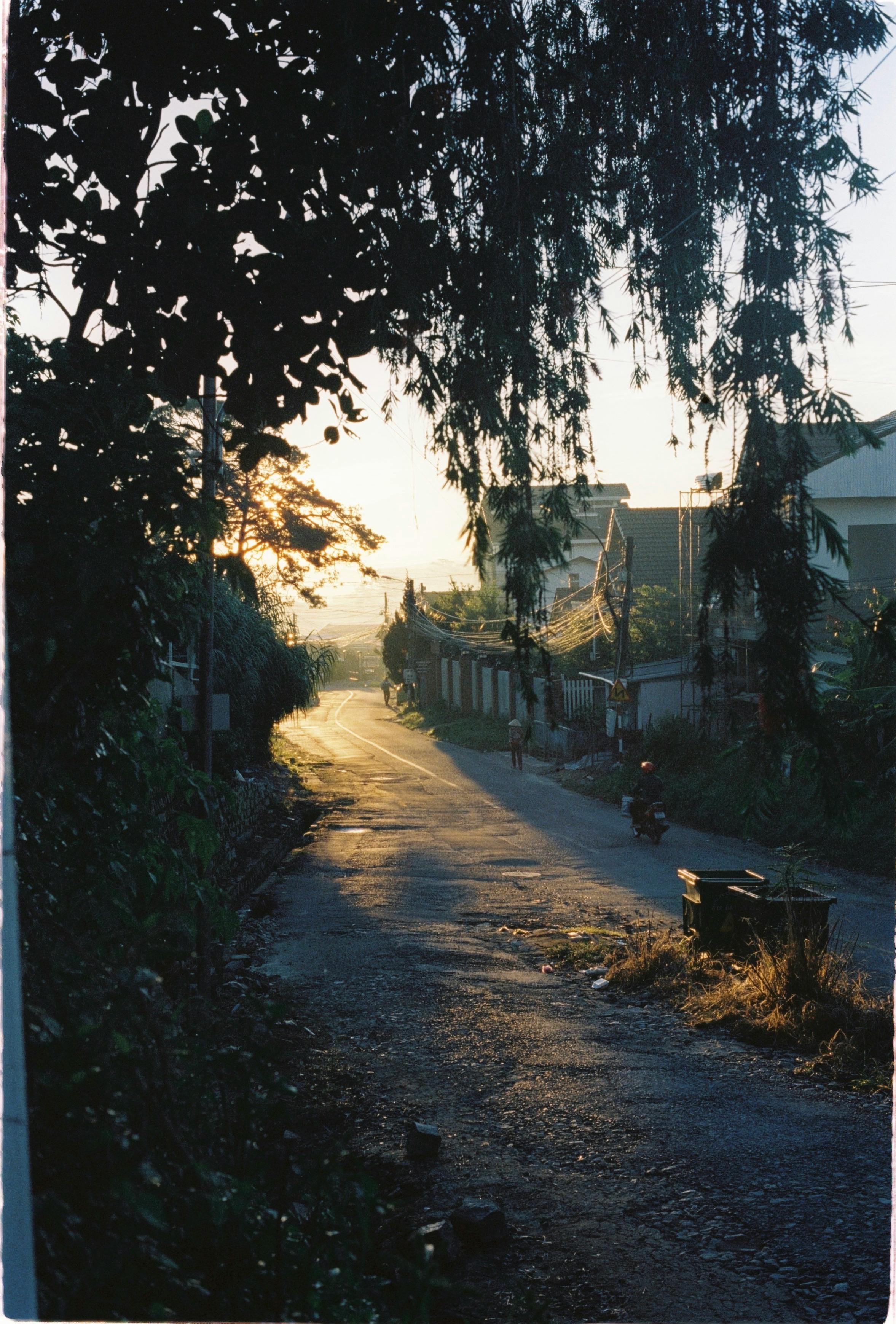 Calm rural village scene with golden sunset light on an empty road lined by trees and houses.