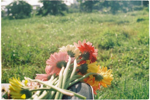 Foto profissional grátis de buquê, campo, flores