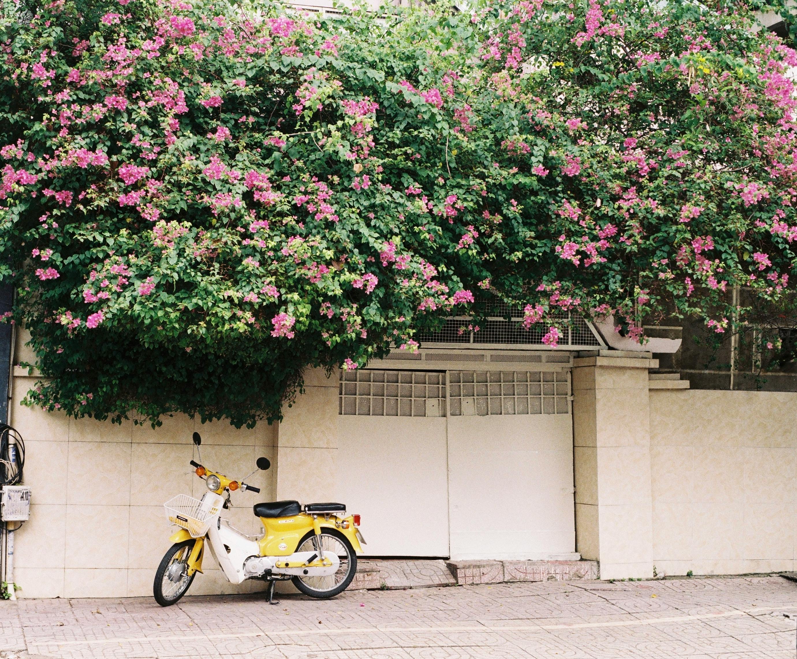 A yellow motorbike parked by a wall under vibrant blooming bougainvillea on a spring day.