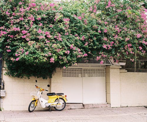 Безкоштовне стокове фото на тему «весна, квіти, кущі»