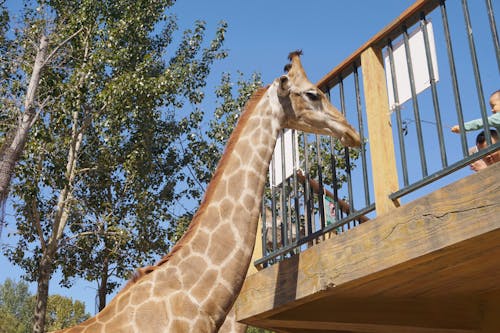 Foto d'estoc gratuïta de animal, girafa, zoo