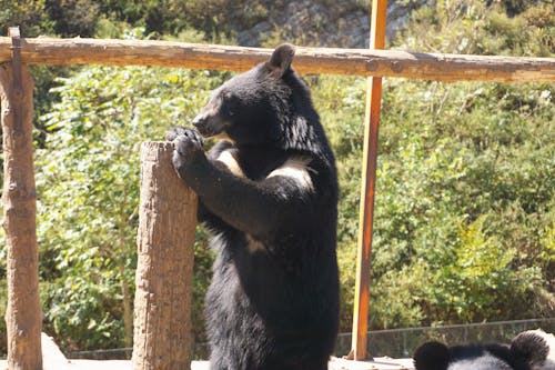 Foto d'estoc gratuïta de animal, os, zoo