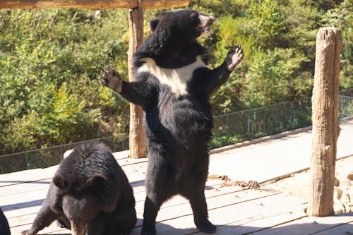 Foto d'estoc gratuïta de animal, os, zoo