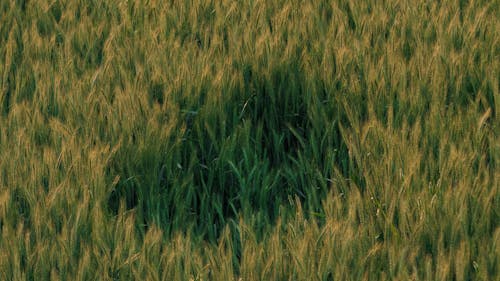 Foto d'estoc gratuïta de fons de pantalla de textura, germinat de blat, herba