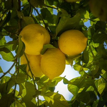Damla Minera Limon Aromalı (20 cl.)
