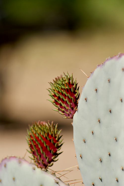 Gratis stockfoto met bladeren, bloemen, cactus