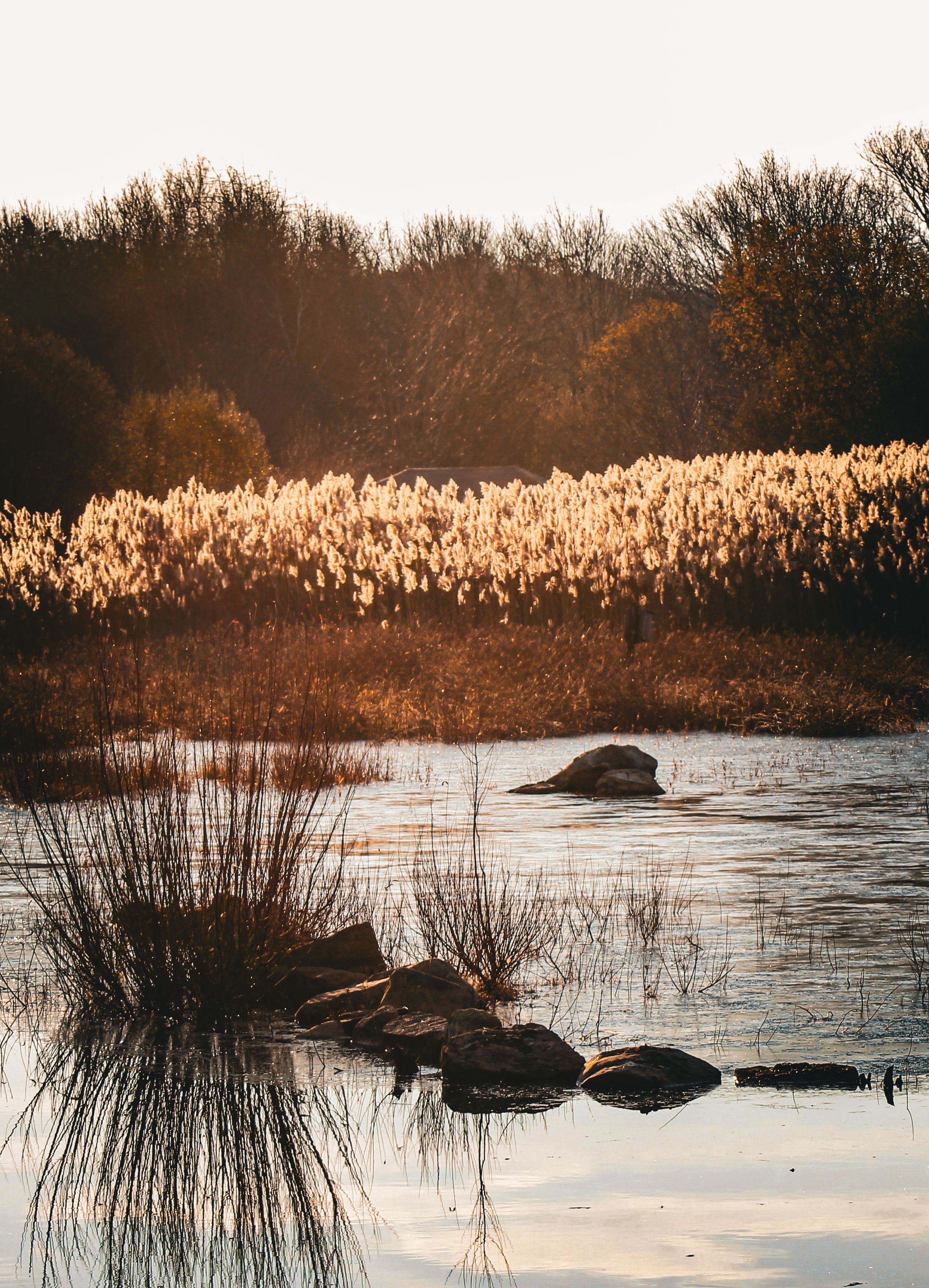 Trees and Rushes around Lake · Free Stock Photo