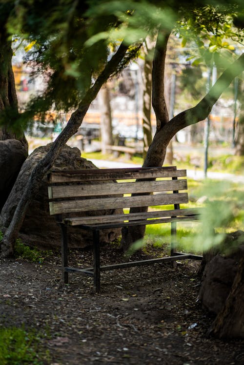 Foto d'estoc gratuïta de arbre, banc de fusta, enfocament selectiu