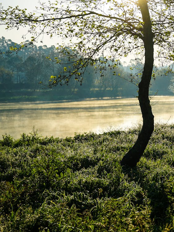 A tree is standing in front of a lake