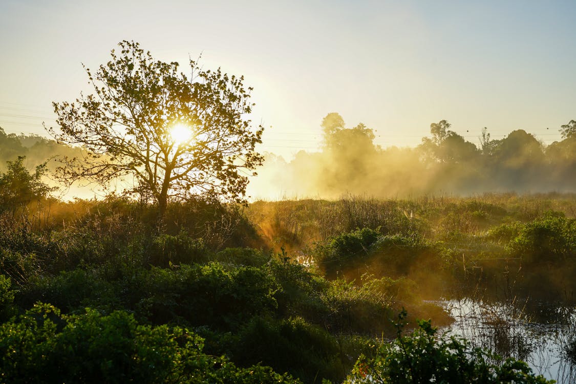 Sunrise over a marshy area with trees and grass