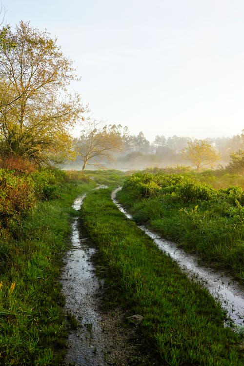 A dirt road in the mist with trees and grass