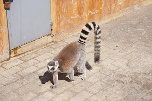 Foto d'estoc gratuïta de animal, zoo