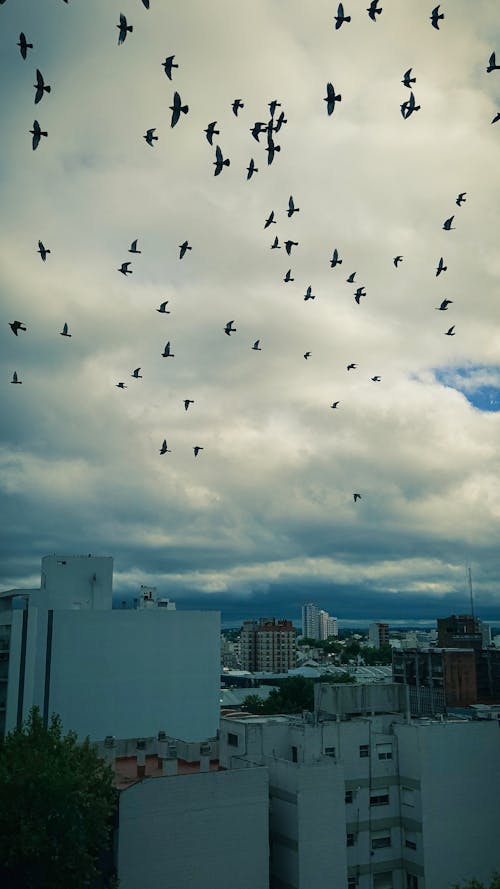 Foto stok gratis angin ribut, awan, burung-burung