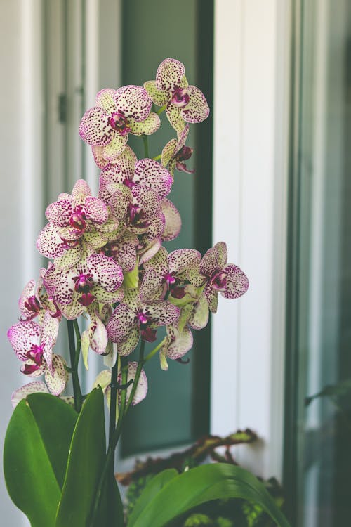 Kostenloses Stock Foto zu blumen, orchidee