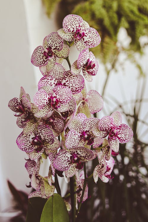 Kostenloses Stock Foto zu blumen, orchidee