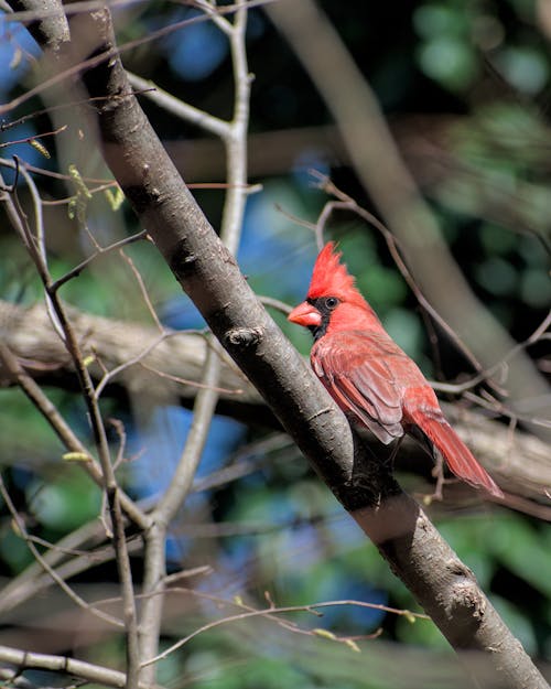 คลังภาพถ่ายฟรี ของ การถ่ายภาพสัตว์, นกสีแดง, นั่ง