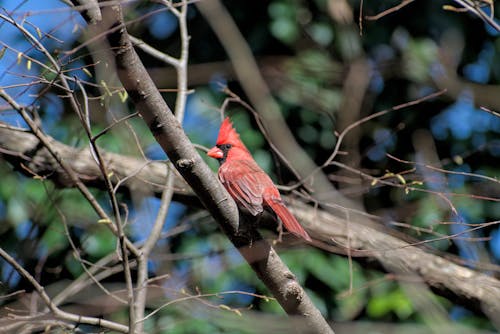 Imagine de stoc gratuită din animal, arbuști, cardinal