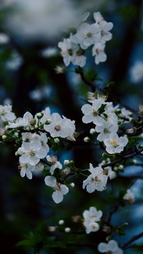 A close up of white flowers on a tree