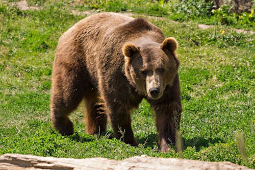 곰, 동물원, 들판의 무료 스톡 사진