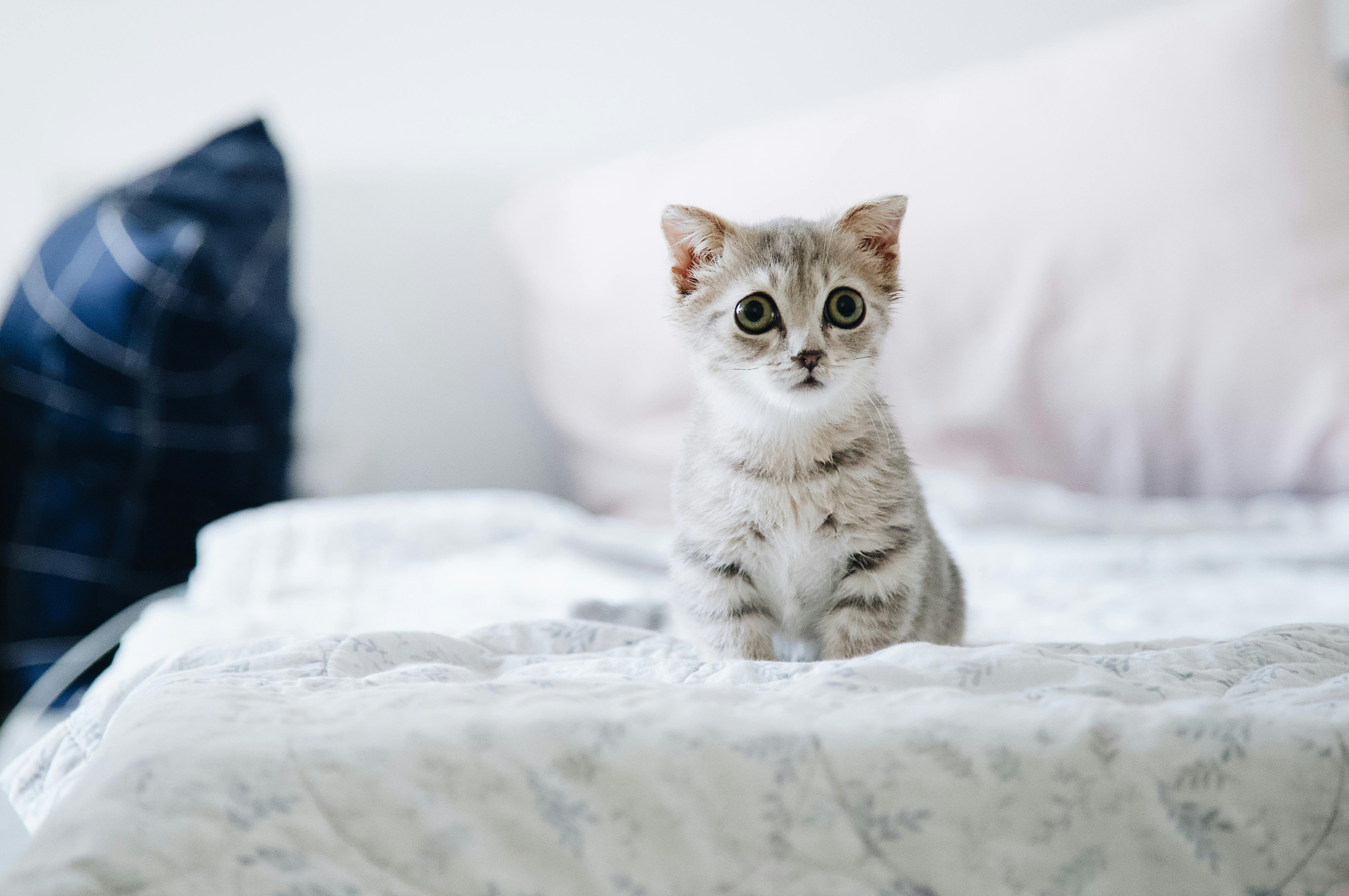 Anak Kucing Abu Abu Dan Putih Di Tempat Tidur Putih · Foto Stok Gratis